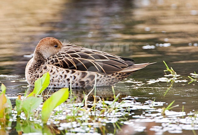 Geelbekpijlstaart, Yellow-billed Pintail, Anas georgica stock-image by Agami/Marc Guyt,