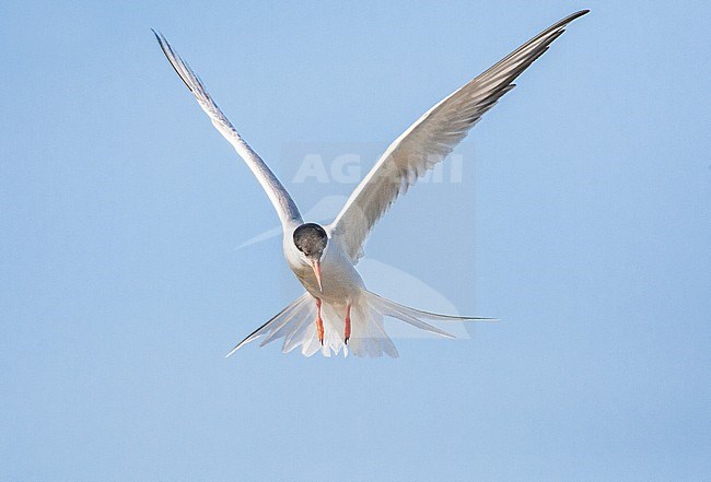 Adult Common Tern (Sterna hirundo) hovering over a freshwater lake near Skala Kalloni on the Mediterranean island of Lesvos, Greece. stock-image by Agami/Marc Guyt,