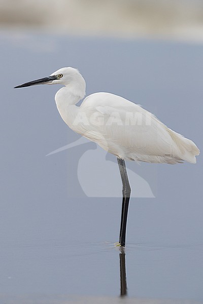 Little Egret (Egretta garzetta), side view of an individual standing on the shore in Campania (Italy) stock-image by Agami/Saverio Gatto,