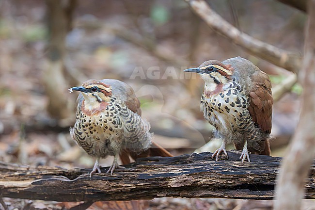 The white-breasted mesite (Mesitornis variegatus) is a ground-dwelling bird endemic to Madagascar. One of three species in the mesite family. It has a small population and is restricted to five sites in the north and west of the island, and one in the east. Here we see a unique moment of a pair of mesites preening. stock-image by Agami/Jacob Garvelink,