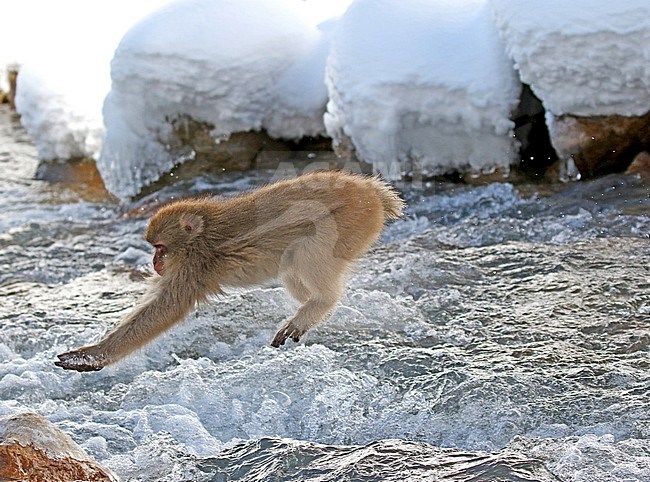 Japanese macaque or Snow Monkey (Macaca fuscata) jumping in the snow stock-image by Agami/Pete Morris,