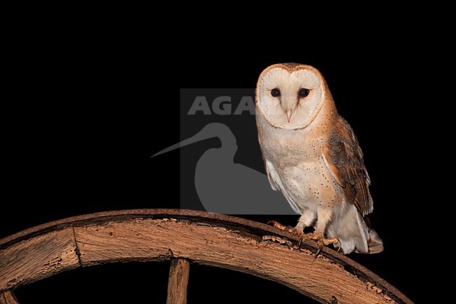 Kerkuil in schuur; Barn Owl in a barn stock-image by Agami/Han Bouwmeester,