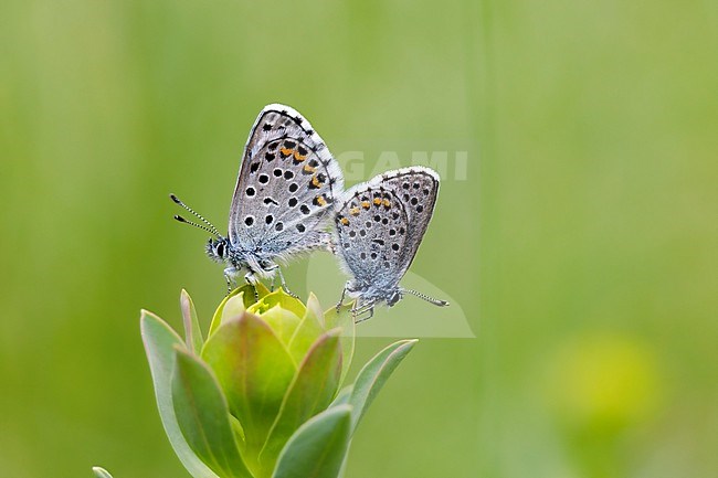 Baton blue; Pseudophilotes baton stock-image by Agami/Wil Leurs,