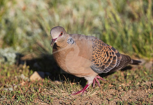 Oriental Turtle Dove - Ortientturteltaube - Streptopelia orientalis ssp. meena, Kazakhstan, adult stock-image by Agami/Ralph Martin,