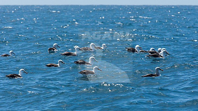 Een groep zwemmende albatrossen, A group of swimming albatrosses stock-image by Agami/Wil Leurs,