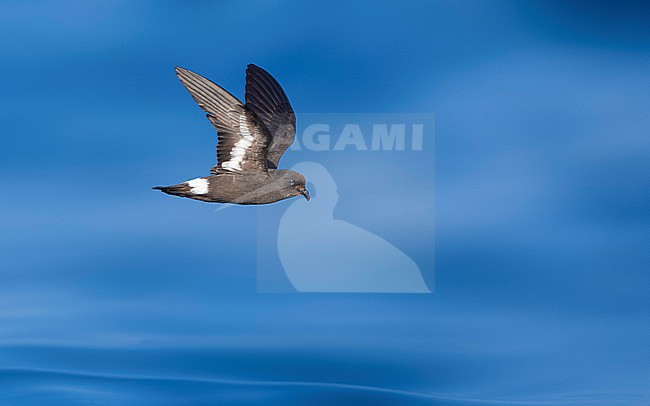 Mediterranean Storm-Petrel (Hydrobates pelagicus melitensis) flying off l'Ametlla de Mar, Spain. stock-image by Agami/Vincent Legrand,