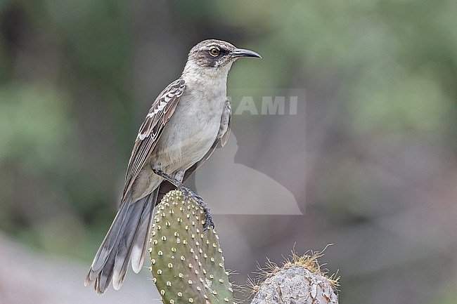 Galapagos Mockingbird, Mimus parvulus bauri, on Genovesa island in the Galapagos Islands, part of the Republic of Ecuador. stock-image by Agami/Pete Morris,