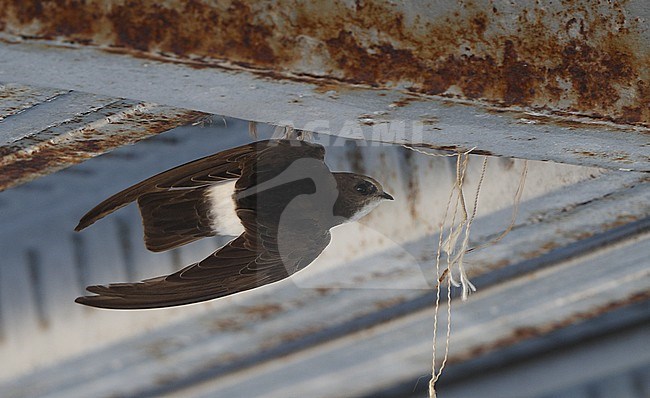 Little Swift, Apus affinis, adult near nest at Chipiona, Spain stock-image by Agami/Helge Sorensen,