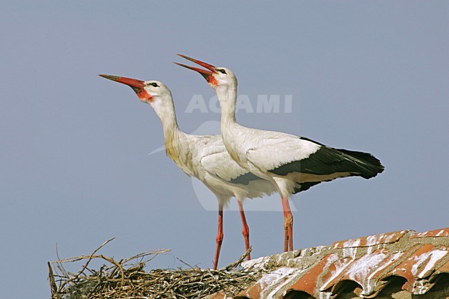 White Stork a pair displaying by nest, Ooievaar een paar baltsend bij nest stock-image by Agami/Bill Baston,