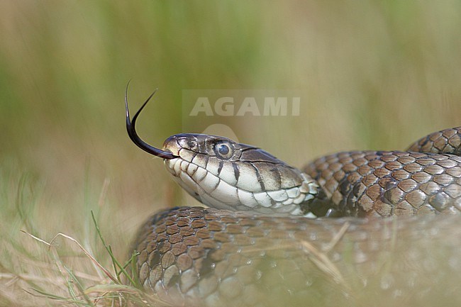 Grass Snake (Natrix helvetica ) taken the 09/08/2021 at  Le Mans- France. stock-image by Agami/Nicolas Bastide,