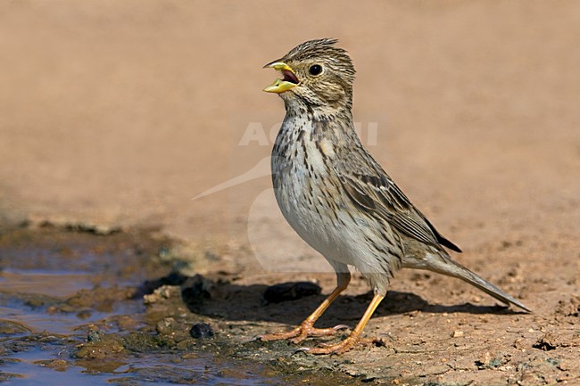 Grauwe Gors zingend op de grond; Corn Bunting singing on the ground stock-image by Agami/Daniele Occhiato,