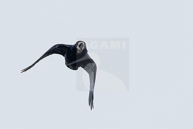 calling adult rook (Corvus frugilegus) in flight, found at Fehmarn at the Baltic Sea in Germany stock-image by Agami/Mathias Putze,