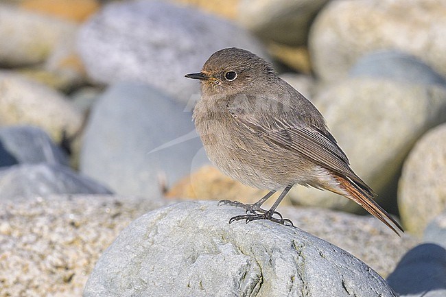 Black redstart (Phoenicurus ochruros) perched on pebbles, with pebbles as background. stock-image by Agami/Sylvain Reyt,