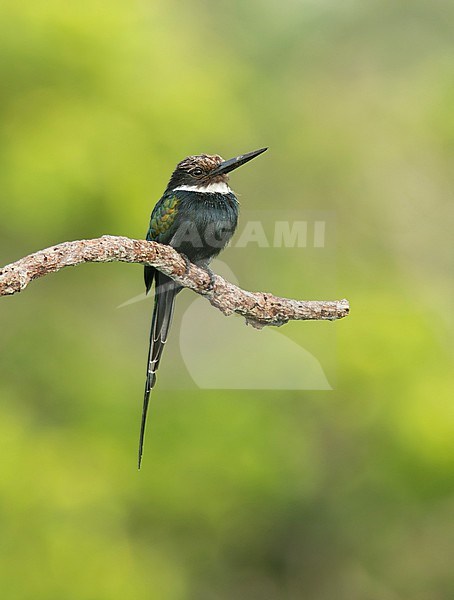 Paradise Jacamar (Galbula dea brunneiceps) (subspecies) perched on a branch in Iquitos, Peru, South-America. stock-image by Agami/Steve Sánchez,