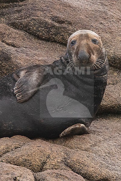 Portrait of a Grey seal (Halichoerus grypus) resting on a rock, with a rocky background, Brittany, France. stock-image by Agami/Sylvain Reyt,