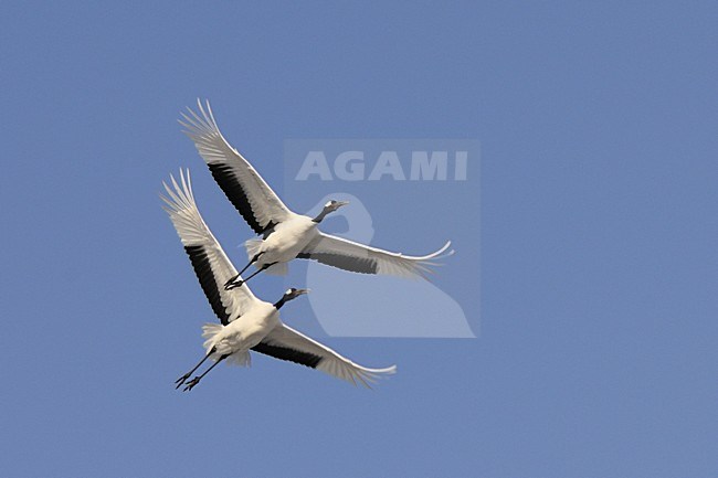  stock-image by Agami/Rob Riemer,