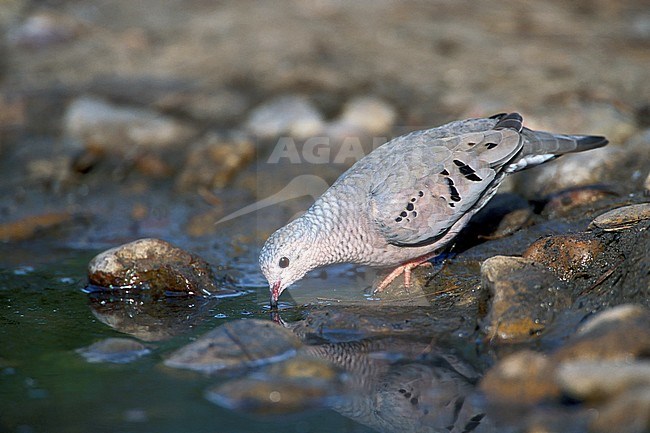 Adult male Common Ground Dove (Columbina passerina) drinking in Starr County, Texas, USA. stock-image by Agami/Brian E Small,