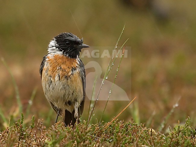 European Stonechat male with wet feathers Netherlands, Roodborsttapuit mannetje met natte veren Nederland stock-image by Agami/Han Bouwmeester,