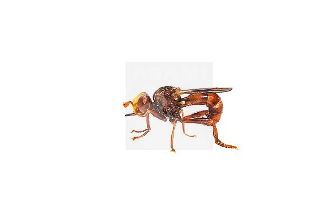 Ferruginous Bee-grabber, Roestbruine kromlijf, Sicus ferrugineus stock-image by Agami/Wil Leurs,