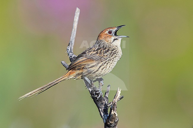 Cape Grassbird (Sphenoeacus afer), side view of an adult singing from a dead branch, Western Cape, South Africa stock-image by Agami/Saverio Gatto,