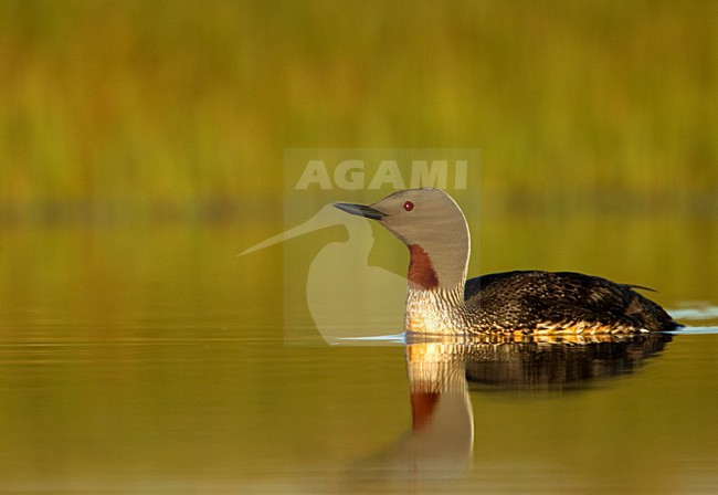 Zomerkleed Roodkeelduiker, Summerplumage Red-throated Loon stock-image by Agami/Danny Green,