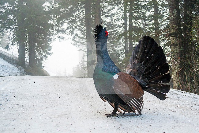 Adult male Western Capercaillie (Tetrao urogallus crassirostris) displaying on public road in forest in Germany. stock-image by Agami/Ralph Martin,