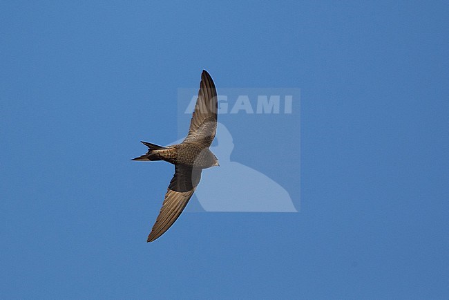 Common Swift (Apus apus pekinensis) in flight from below in Dornod province, Mongolia. stock-image by Agami/Yann Muzika,
