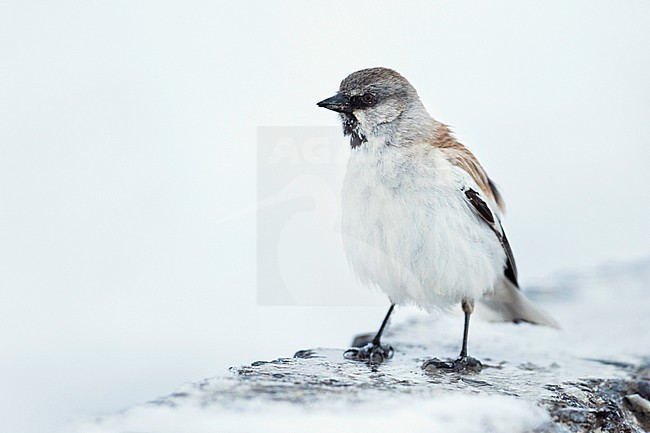 Adult White-winged Snowfinch (Montifringilla nivalis tianshanica) perched in the snow in remote Kyrgyzstan mountains. stock-image by Agami/Ralph Martin,