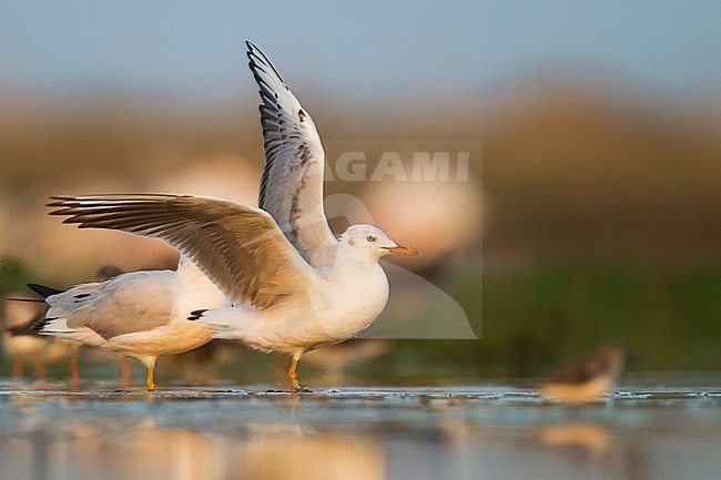 Slender-billed Gull - Dünnschnabelmöwe - Larus genei, Oman, 1st Winter stock-image by Agami/Ralph Martin,