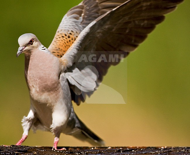 Zomertortel bij drinkplaats; European Turtle Dove at drinking site stock-image by Agami/Marc Guyt,