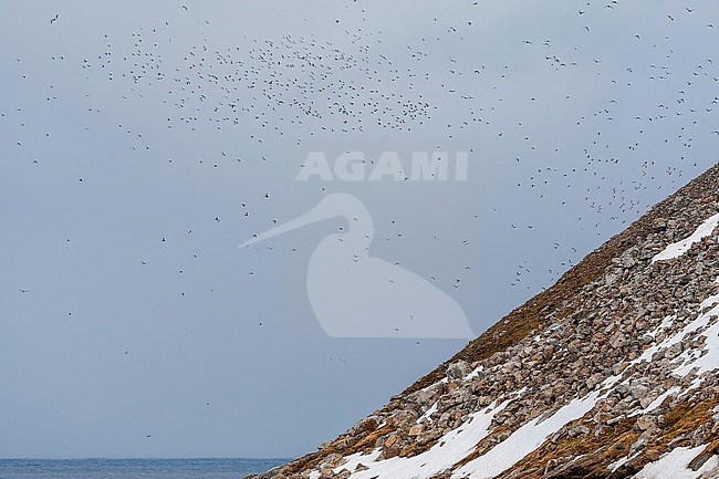 Little Auk (Alle alle) during summer season on Spitsbergen in arctic Norway. Hugh flock in flight near the colony/ stock-image by Agami/Marc Guyt,