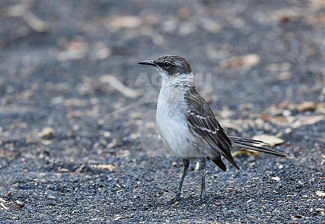 Galapagos Mockingbird, Mimus parvulus, on the Galapagos islands. stock-image by Agami/Laurens Steijn,