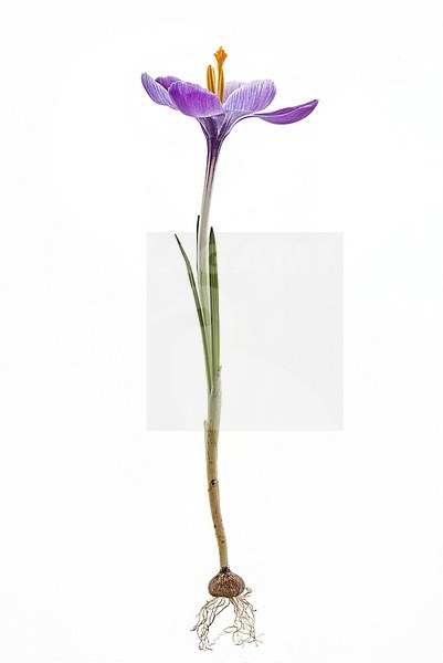 Spring Crocus, Crocus vernus stock-image by Agami/Wil Leurs,