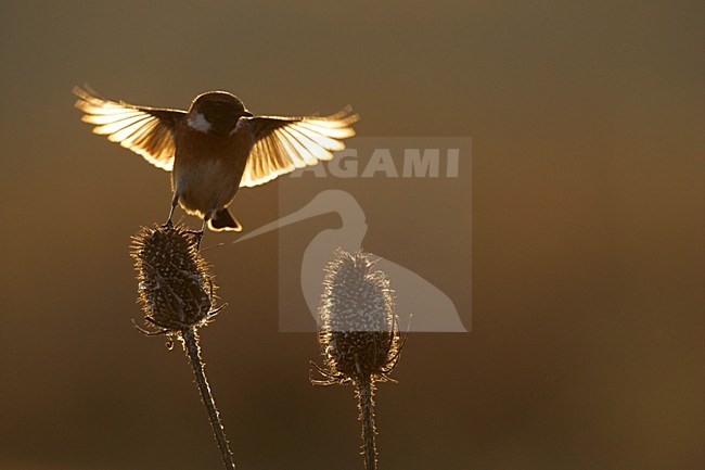 Mannetje Roodborsttapuit in zit; Male European Stonechat perched stock-image by Agami/Menno van Duijn,