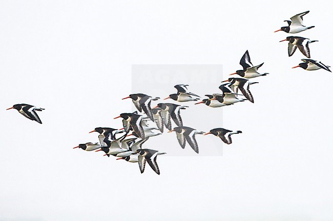 Flock of Oystercatchers in winter plumage flying along the brouwersdam against a white sky stock-image by Agami/Menno van Duijn,