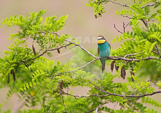 Bijeneter zittend; European Bee-eater perched stock-image by Agami/Marc Guyt,