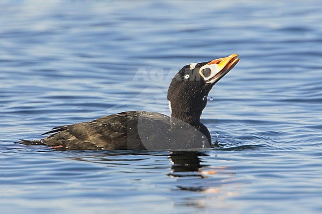 Surf Scoter (Melanitta perspicillata) swimming in the ocean near Victoria, BC, Canada. stock-image by Agami/Glenn Bartley,