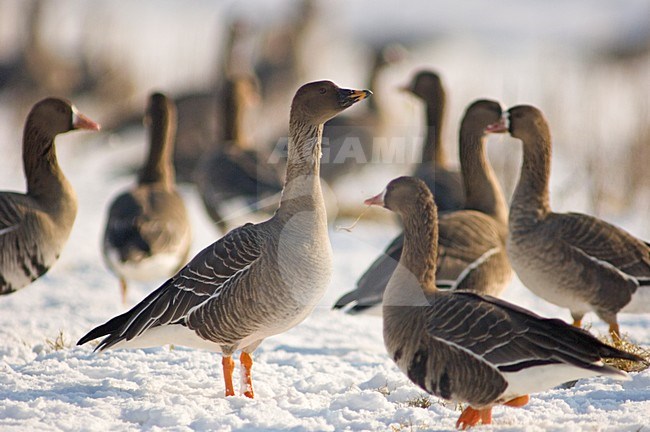  Tundra Bean Goose and White-fronted Goose in snow stock-image by Agami/Wil Leurs,