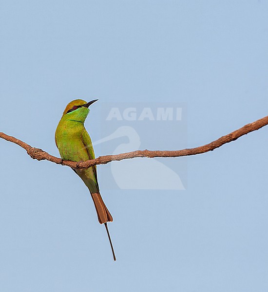 Little Green Bee-eater, Merops orientalis orientalis, in India. stock-image by Agami/Marc Guyt,