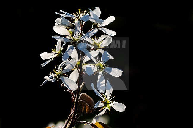 Blooming Juneberry stock-image by Agami/Wil Leurs,