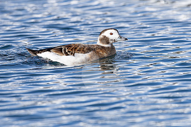  stock-image by Agami/Menno van Duijn,