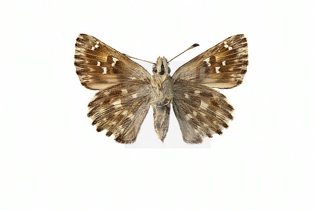 Mallow Skipper, Kaasjeskruiddikkopje, Carcharodus alceae stock-image by Agami/Wil Leurs,