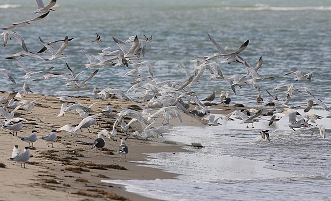 Groep Reuzensterns op het strand; Group of Caspian Terns on the beach stock-image by Agami/Jacques van der Neut,