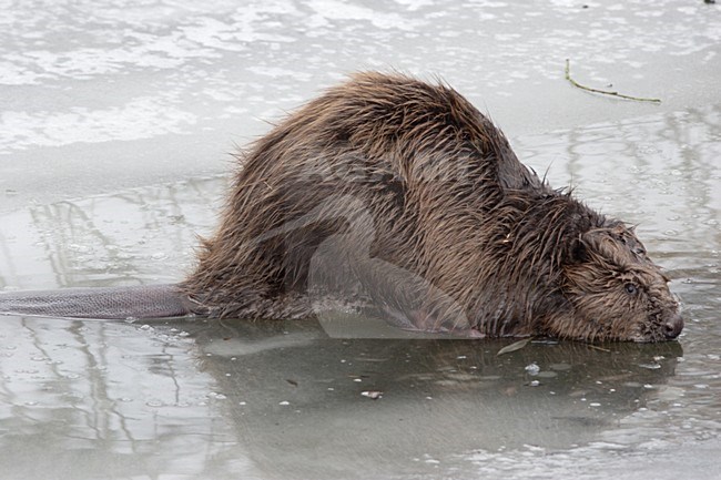 Europese Bever in de winter; European Beaver in winter stock-image by Agami/Karel Mauer,