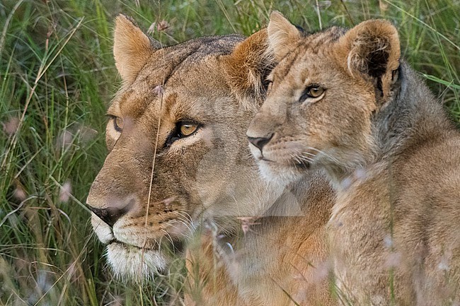 Portrait of a lioness, Panthera leo, and her cub, Masai Mara, Kenya. Kenya. stock-image by Agami/Sergio Pitamitz,