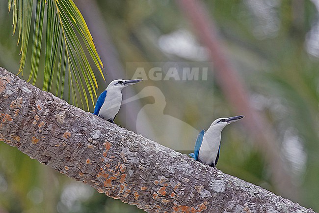 Beach Kingfisher, Todiramphus saurophagus, in the Solomon Islands. stock-image by Agami/Pete Morris,