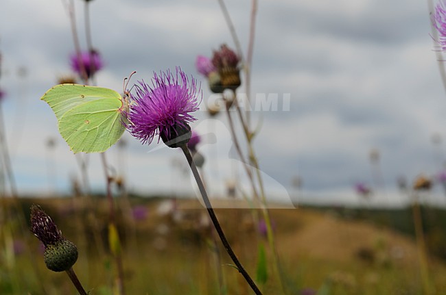 Citroenvlinder op paarse bloem, Brimstone on purple flower stock-image by Agami/Rob de Jong,