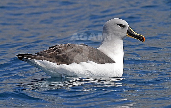 Grey-headed Albatross (Thalassarche chrysostoma) swimming stock-image by Agami/Pete Morris,