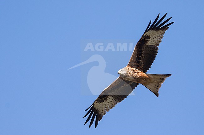 Red Kite - Rotmilan - Milvus milvus, Germany (Baden-Württemberg), 2nd cy. stock-image by Agami/Ralph Martin,