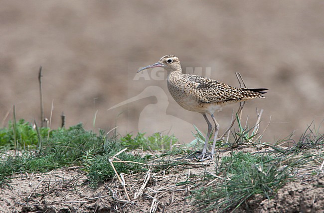 Kleine Regenwulp in akker; Little Wimbrel in farmland stock-image by Agami/Ran Schols,